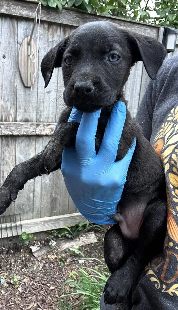 A baby medium-sized male Black Labrador Retriever dog named Dunlop for adoption in Wonder Lake, IL