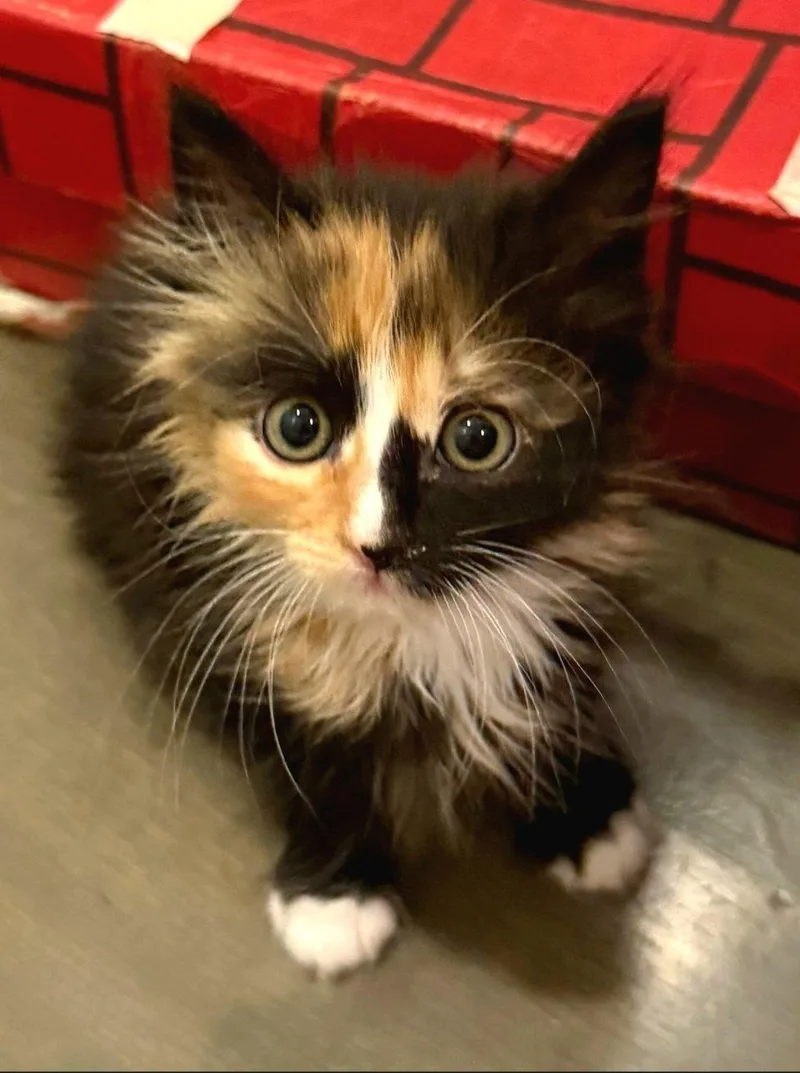 A baby medium-sized female Calico cat named Charlotte for adoption in Campbell, CA