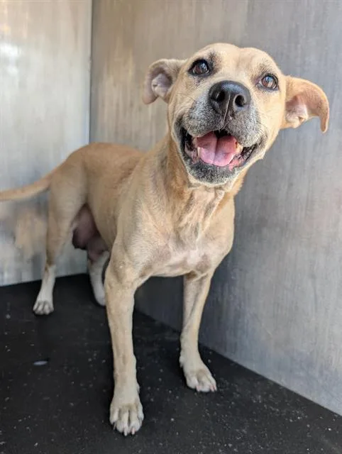 An adult medium-sized female Pit Bull Terrier dog named Honey for adoption in San Antonio, TX