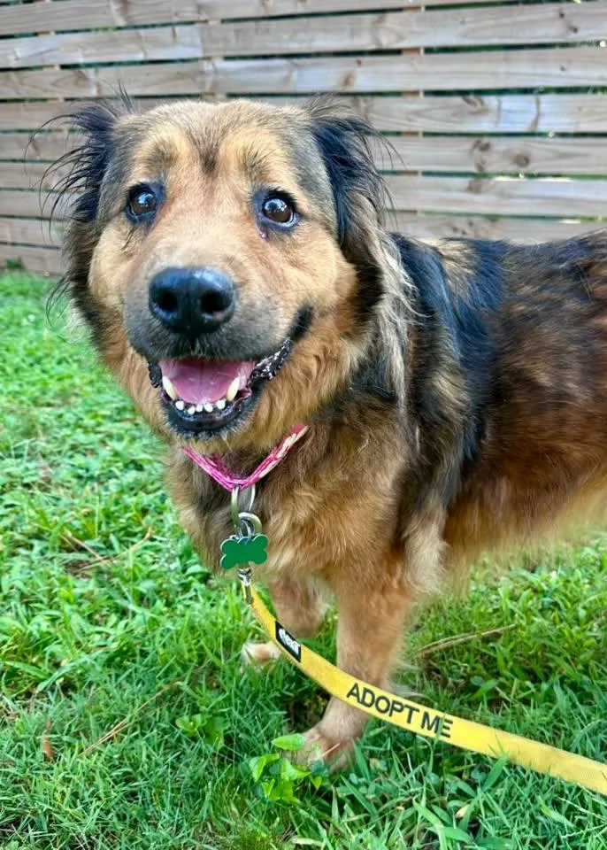 A senior medium-sized female Bicolor Shepherd dog named Lady for adoption in East Point, GA