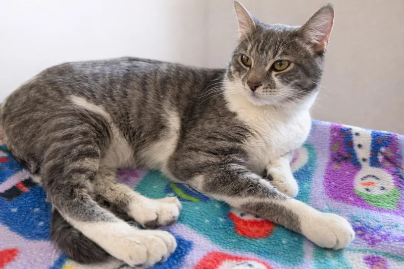 A young large-sized male Domestic Short Hair cat named Milo for adoption in Rio Linda, CA