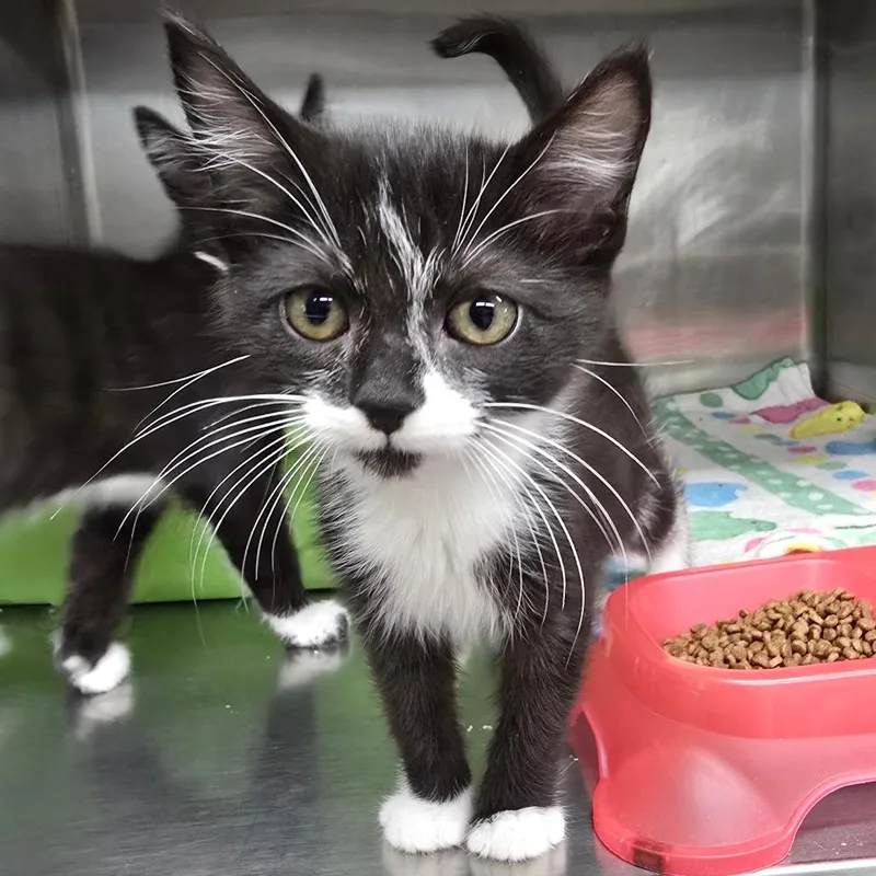 A baby small-sized female Black Domestic Short Hair cat named Buel for adoption in Spokane, WA