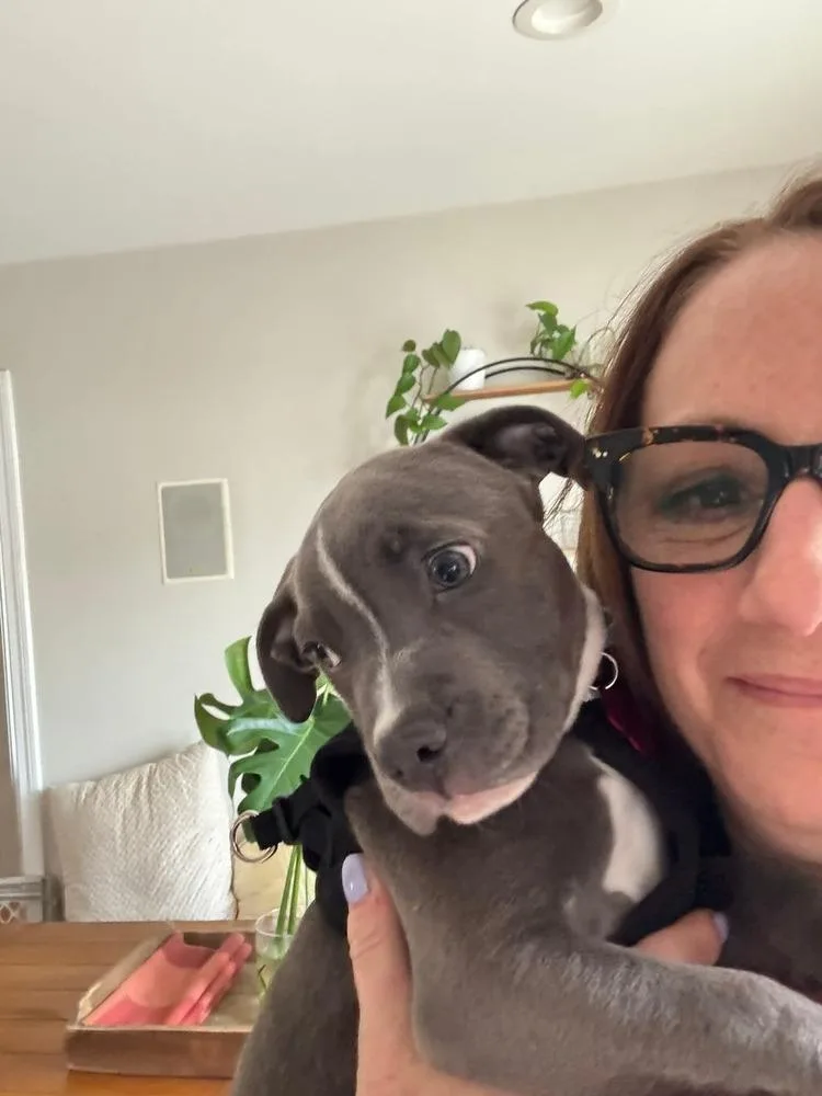 A baby medium-sized male Mixed Breed dog named Leo for adoption in Groveland, MA