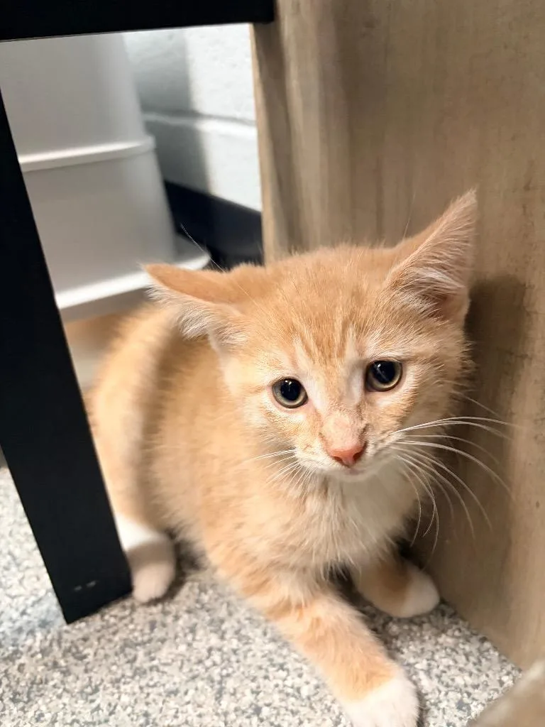 A baby medium-sized male Domestic Short Hair cat named Gilligan for adoption in Huntington, IN