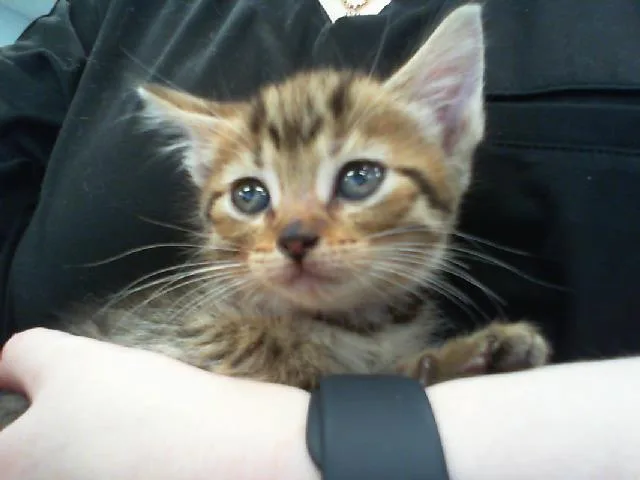 A baby small-sized female Domestic Short Hair cat named Turbo for adoption in Charlotte, NC