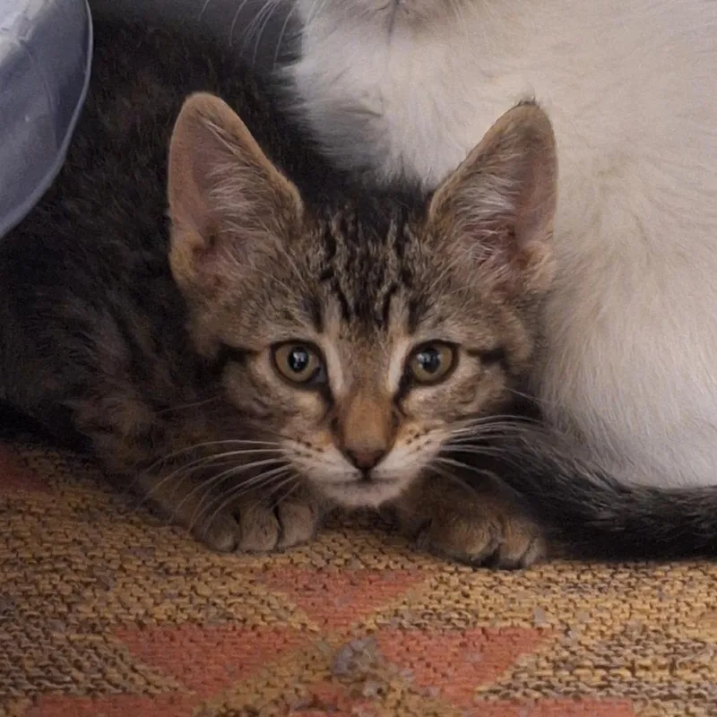 A baby small-sized female Gray / Blue / Silver Domestic Short Hair cat named Crystal Lake Cute for adoption in Flagstaff, AZ