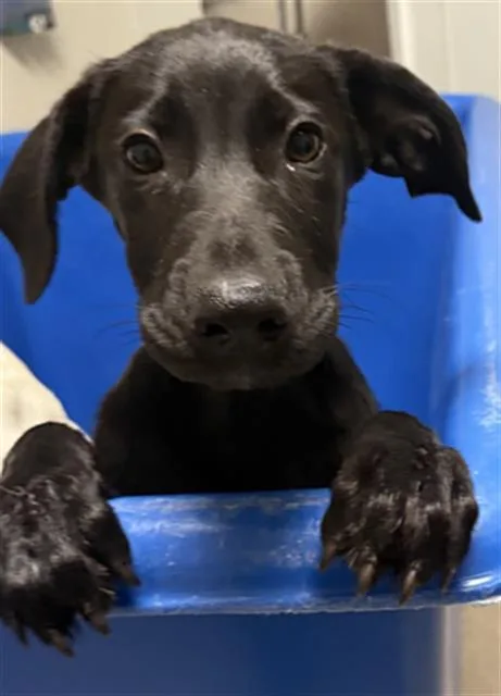 A baby medium-sized male Labrador Retriever dog named Tom for adoption in Bakersfield, CA
