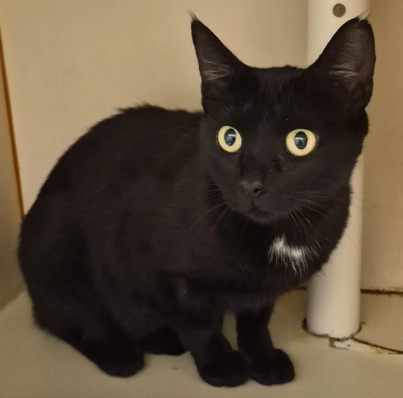 An adult medium-sized female Domestic Short Hair cat named Geneva for adoption in Christiansburg, VA