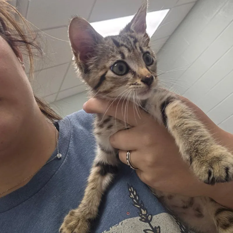 A baby small-sized male Brown / Chocolate Domestic Short Hair cat named Arrow for adoption in Chattanooga, TN
