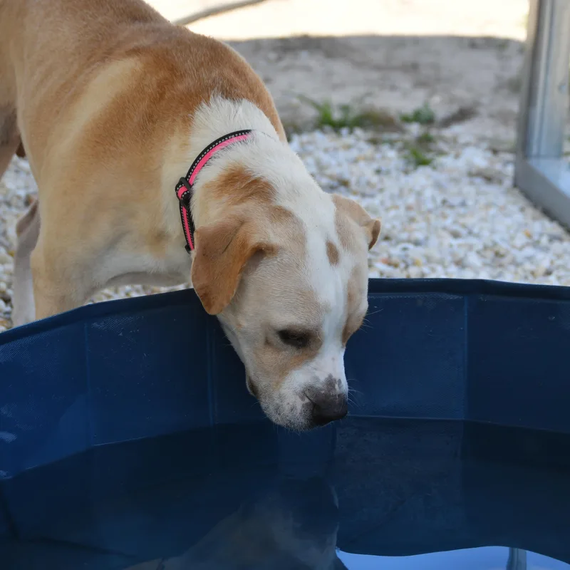 An adult medium-sized male Golden American Bulldog dog named Dude for adoption in Defuniak Springs, FL