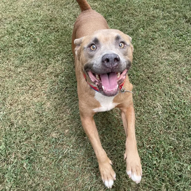 An adult medium-sized male Yellow / Tan / Blond / Fawn Mixed Breed dog named Pink Floyd for adoption in Chattanooga, TN