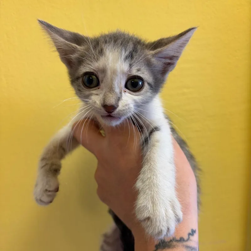 A baby small-sized male White Domestic Short Hair cat named Inky for adoption in Webster, TX