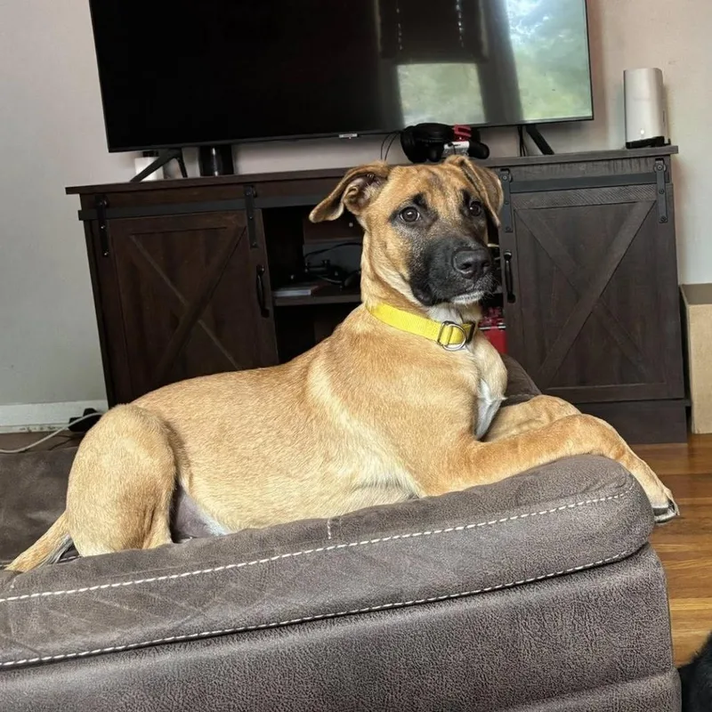 Scrappy Doo thumbnail 2