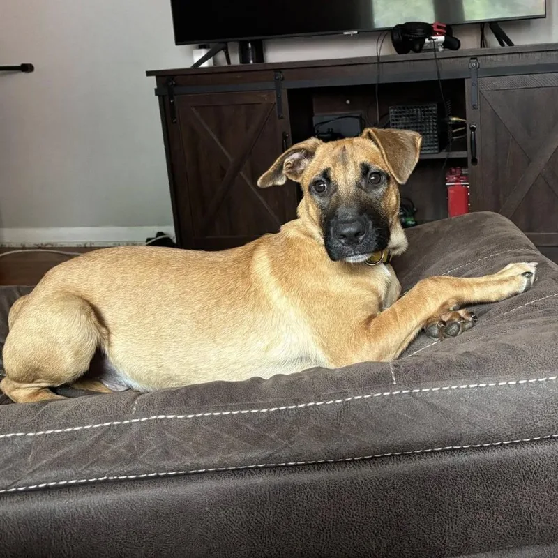 Scrappy Doo thumbnail 3