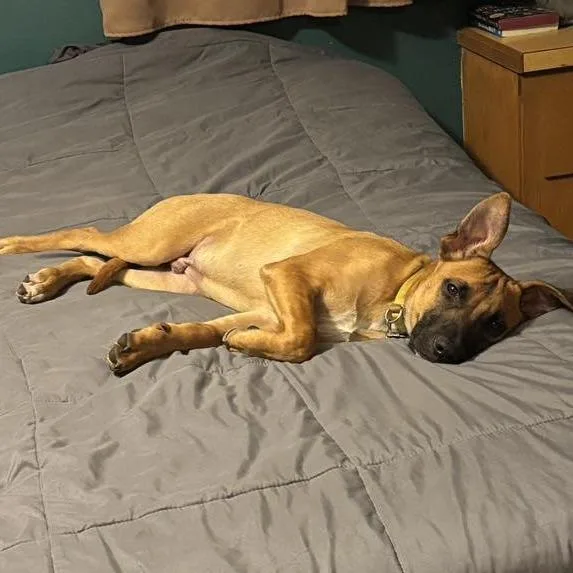 Scrappy Doo thumbnail 4