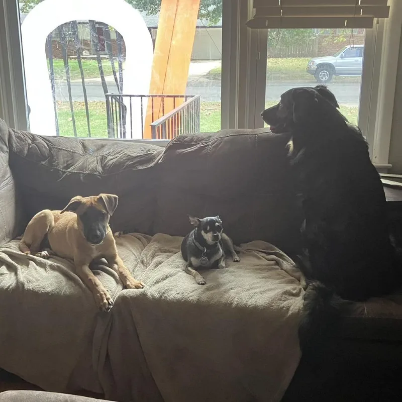 Scrappy Doo thumbnail 6