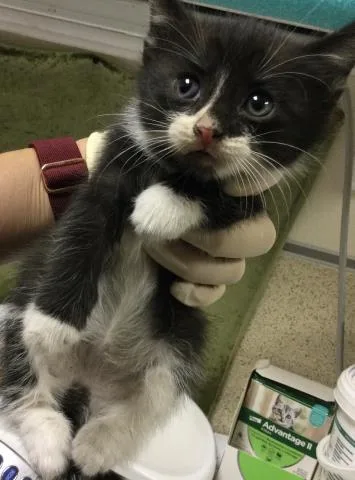 A baby small-sized male Domestic Short Hair cat named Pepper for adoption in Riverside, CA