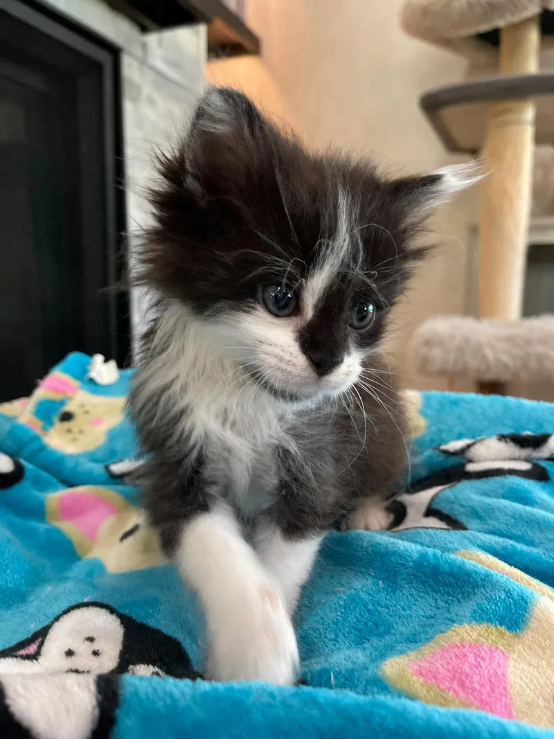 Sabrina