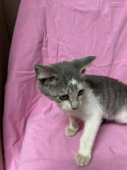 An adult small-sized male Domestic Short Hair cat named Periwinkle for adoption in Spruce Pine, NC