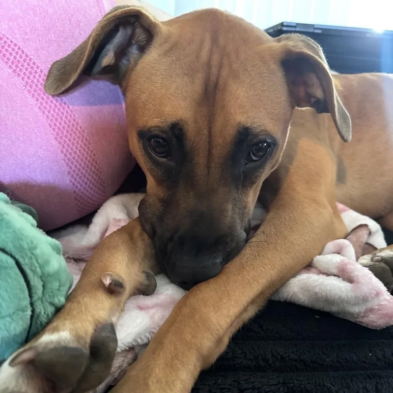 A young medium-sized female Brown / Chocolate Pit Bull Terrier dog named Wrigley for adoption in Terre Haute, IN