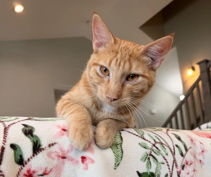 A baby medium-sized male Domestic Short Hair cat named Juni for adoption in Salt Lake City, UT