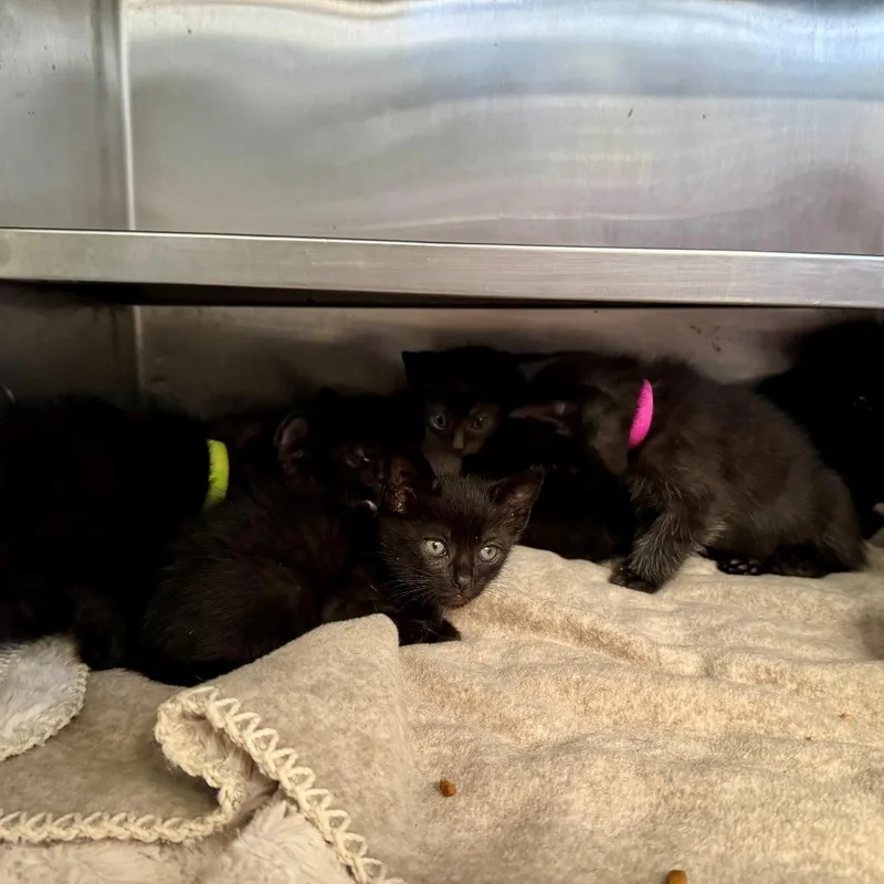 A baby small-sized female Black Domestic Short Hair cat named Yara for adoption in Long Beach, CA