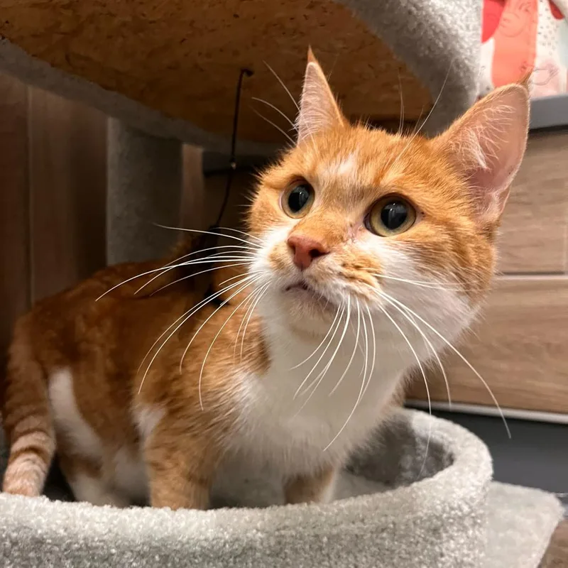 A senior medium-sized female Orange / Red Domestic Short Hair cat named Teela for adoption in Matteson, IL