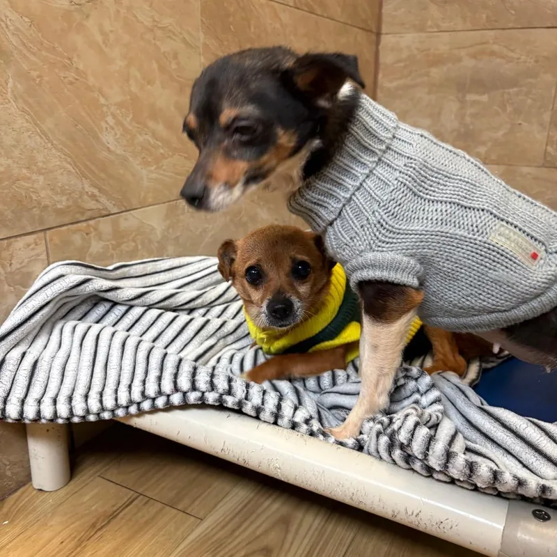 An adult small-sized female Black Chihuahua dog named Ozuna for adoption in Philadelphia, PA