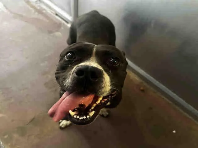 An adult medium-sized female Pit Bull Terrier dog named Cora for adoption in Bonita, CA