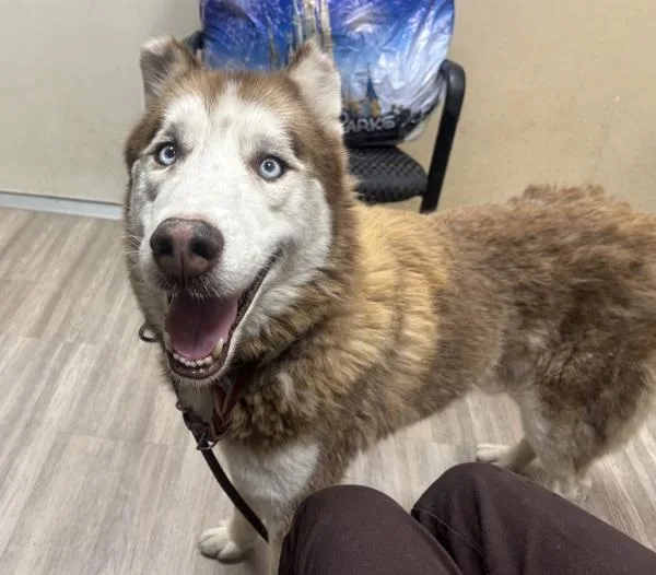 A senior large-sized male Siberian Husky dog named Alucard for adoption in Oceanside, CA
