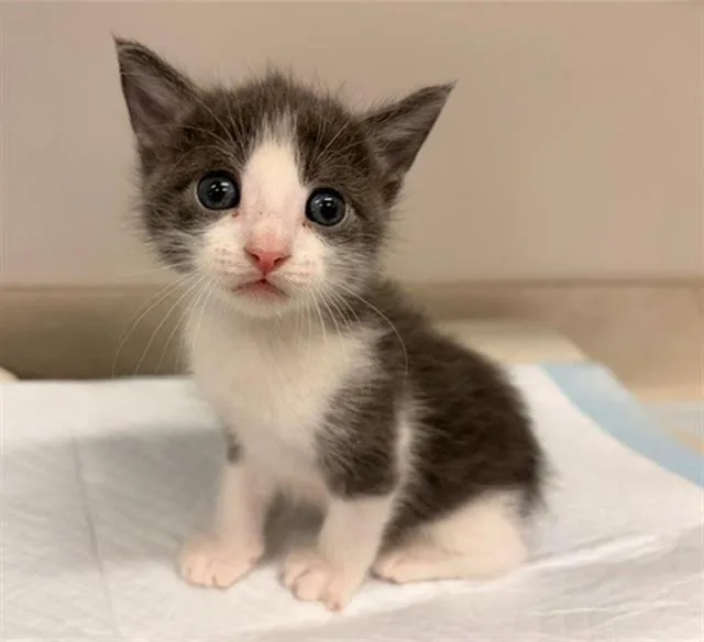 A baby small-sized male Domestic Short Hair cat named Budgie for adoption in Baytown, TX