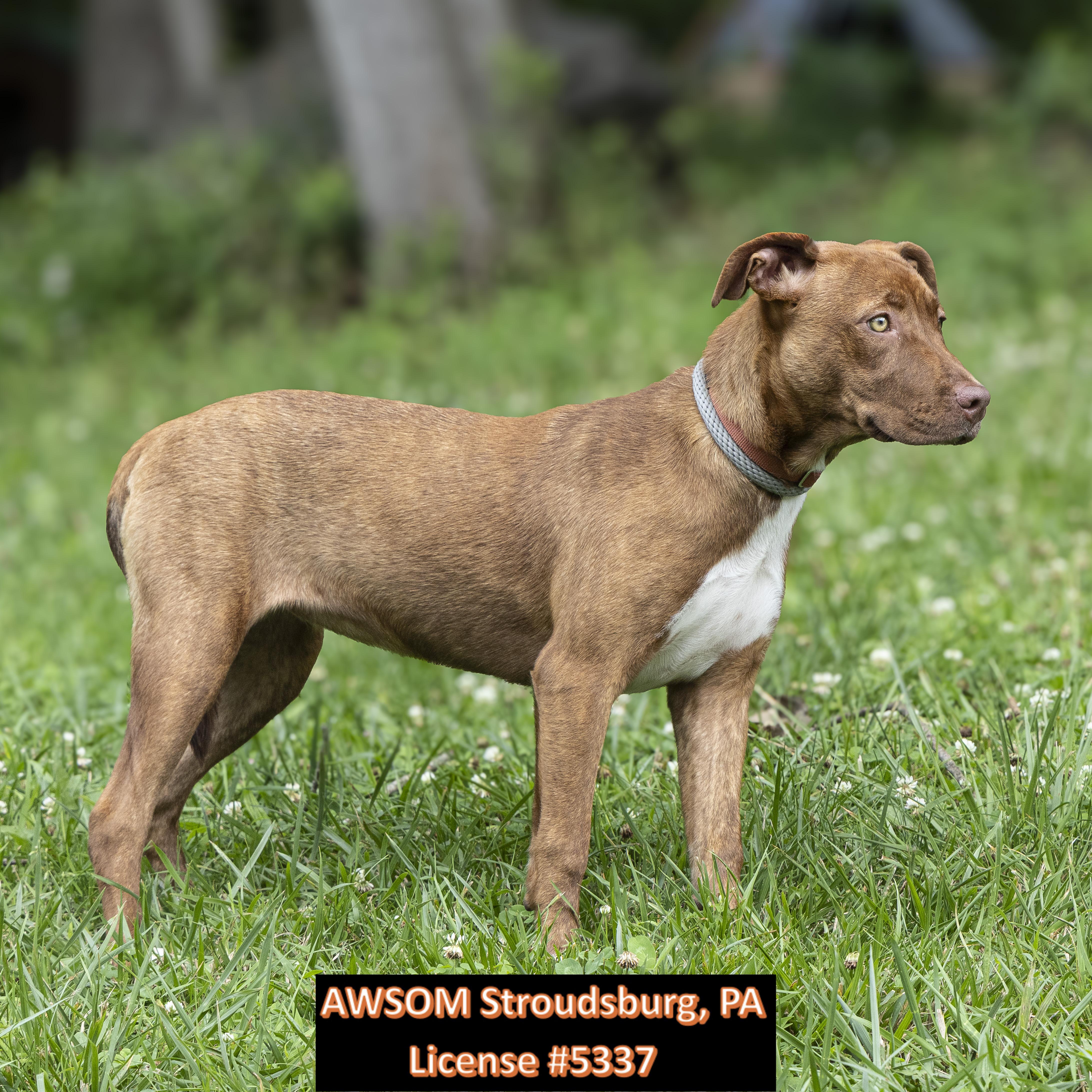 A young medium-sized female Brown / Chocolate Pit Bull Terrier dog named Drizzle for adoption in Stroudsburg, PA