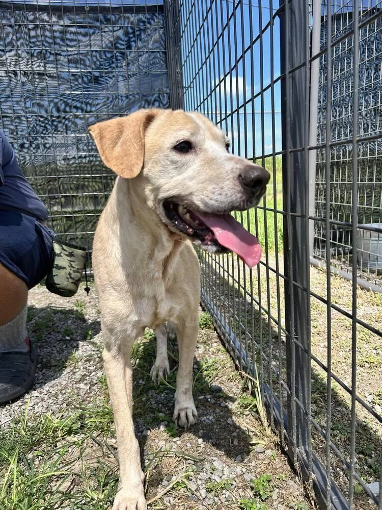 An adult medium-sized male Yellow / Tan / Blond / Fawn Mixed Breed dog named Spanky for adoption in Scott, LA