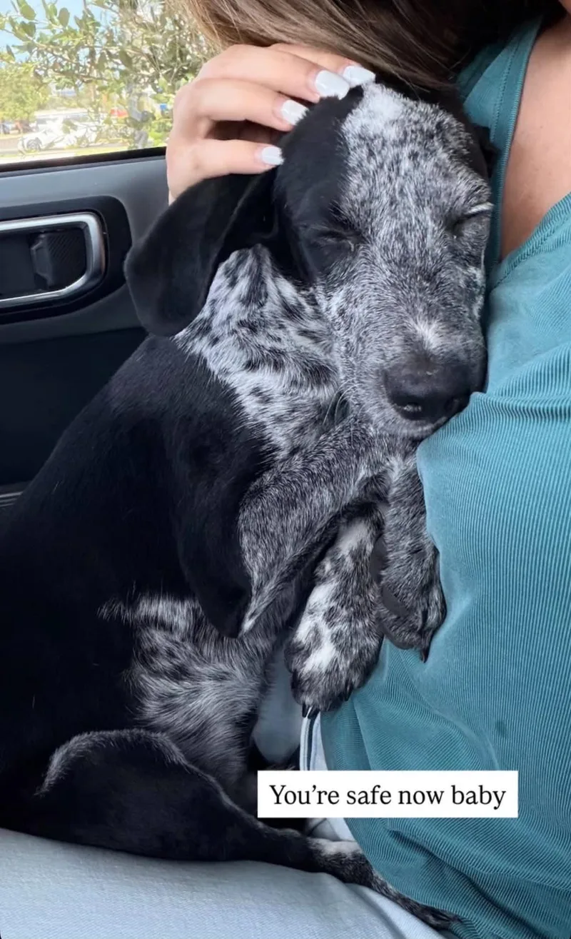 A baby medium-sized male Dalmatian dog named Oakley for adoption in Gainesville, VA