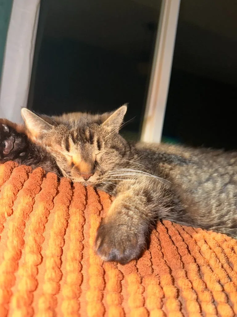 A senior medium-sized female Domestic Medium Hair cat named Chia for adoption in Minneapolis, MN