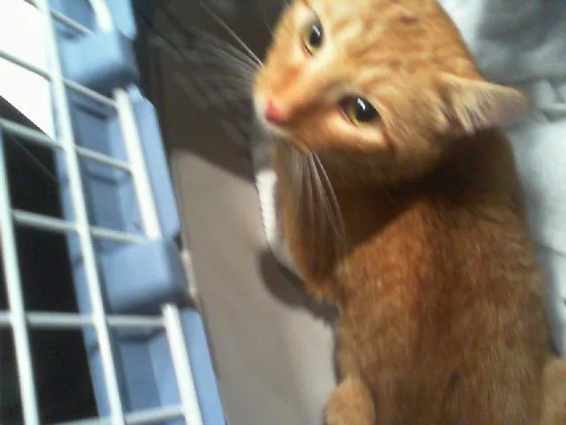An adult small-sized male Domestic Short Hair cat named Mr. Chester for adoption in Charlotte, NC