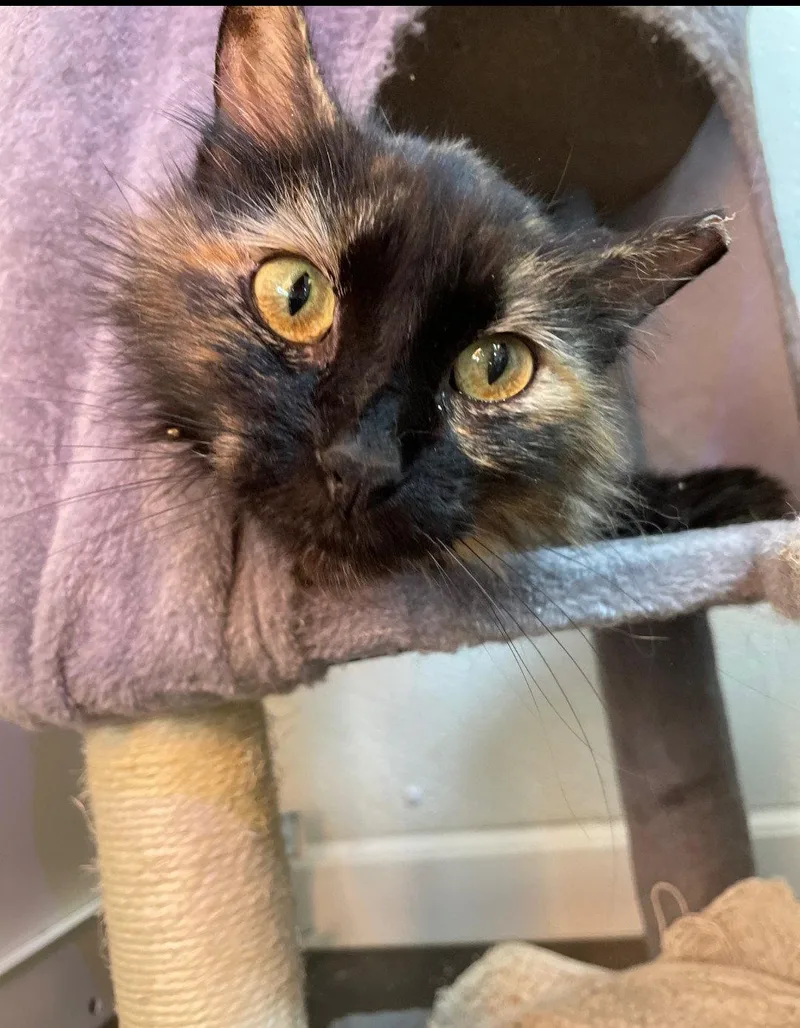 An adult medium-sized female Tortoiseshell cat named Calendula for adoption in Island Lake, IL