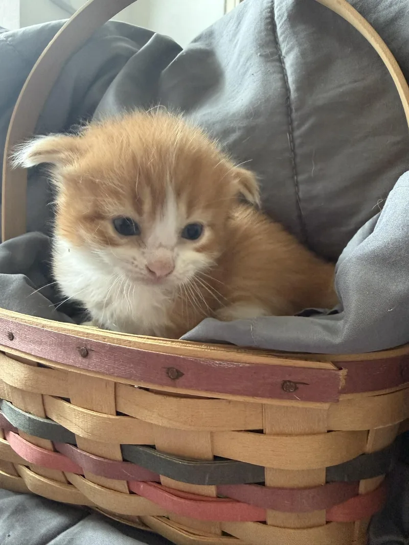 A baby medium-sized male Orange & White Domestic Short Hair cat named Hulk for adoption in Lake Forest, IL