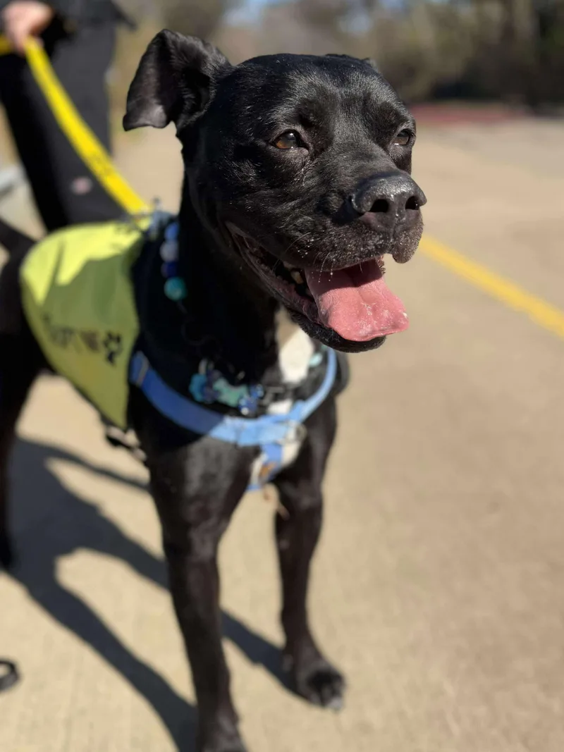 An adult large-sized male Pit Bull Terrier dog named Tyron for adoption in Arlee, MT