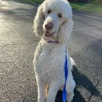 An adult medium-sized male Labradoodle dog named Fozzie for adoption in Monticello, NY