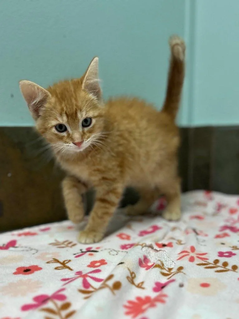 A baby small-sized male Tabby (Orange / Red) Domestic Short Hair cat named Alabama for adoption in Columbus, NE