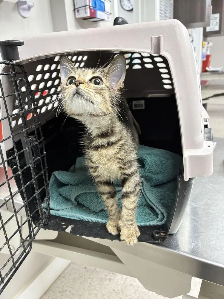 A baby small-sized male Domestic Short Hair cat named Clark for adoption in Marietta, GA