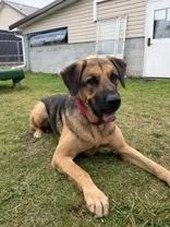 An adult extra large-sized male Brown / Chocolate Mixed Breed dog named Captain for adoption in Potsdam, NY