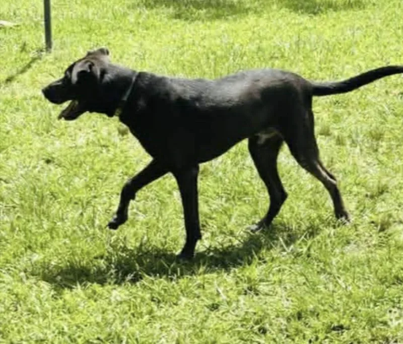 An adult large-sized male Doberman Pinscher dog named Spencer for adoption in Allen, TX