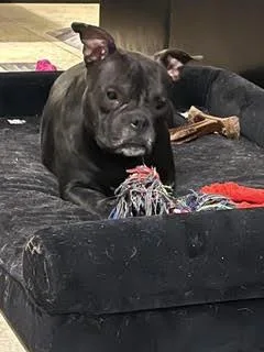 An adult medium-sized female French Bulldog dog named Nova for adoption in Las Vegas, NV