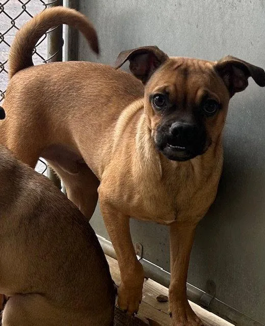 A young medium-sized male Chihuahua dog named Nandy  Months Male for adoption in Sterling, MA