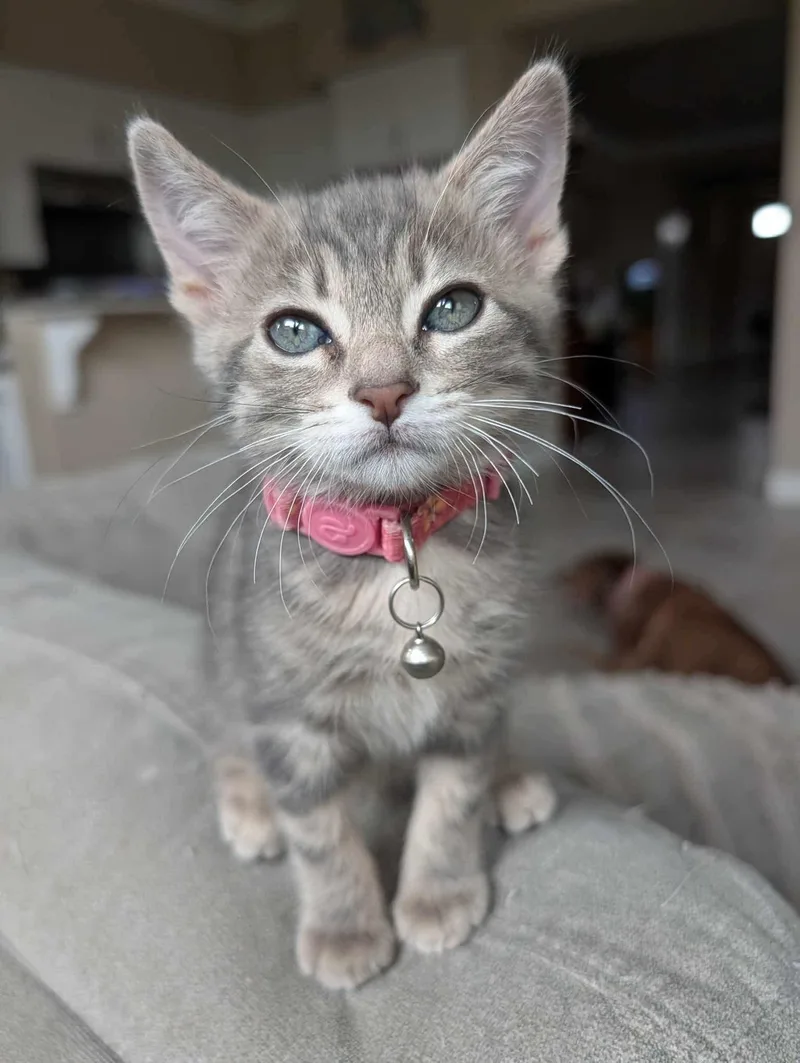 A baby small-sized female Tabby (Gray / Blue / Silver) Domestic Short Hair cat named Alice for adoption in Hollister, CA