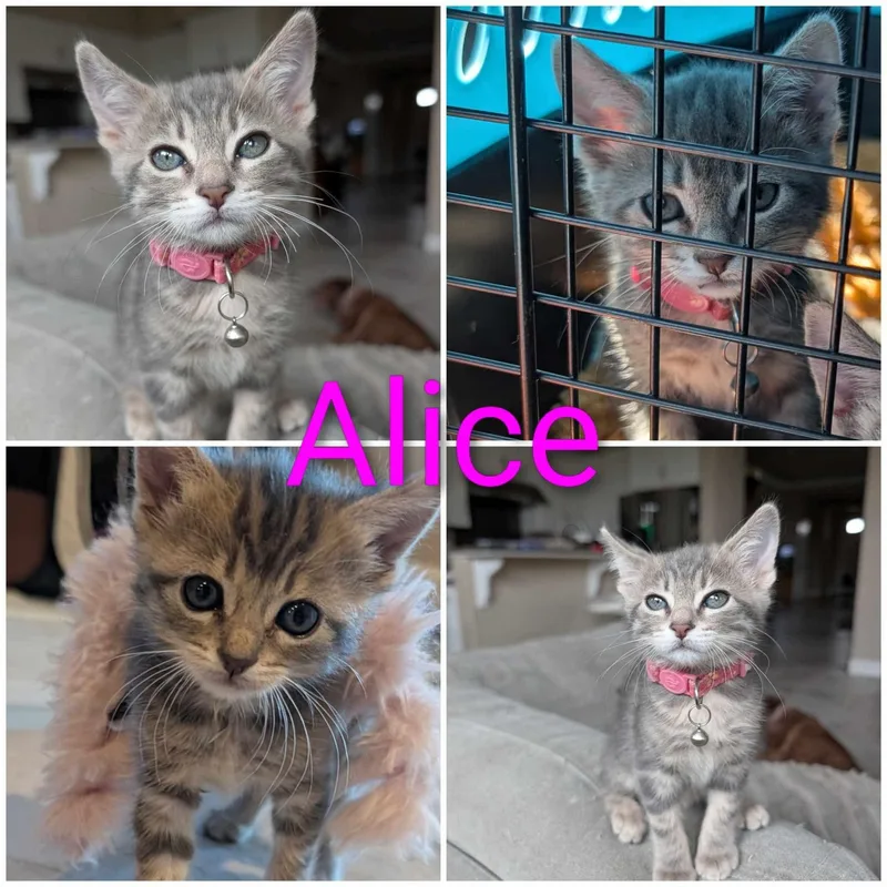 Alice thumbnail 4