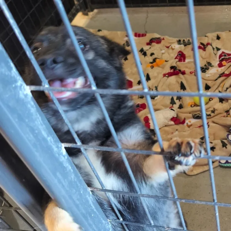 An adult small-sized male Black Mixed Breed dog named Togo for adoption in Leander, TX