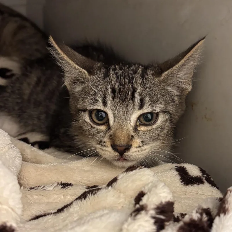 A baby small-sized female Domestic Short Hair cat named Missy for adoption in Murray, UT